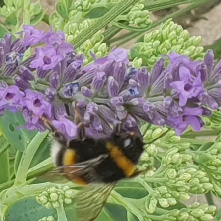Puri Frangipani Felsberg