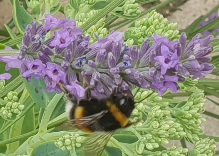 Puri Frangipani Felsberg